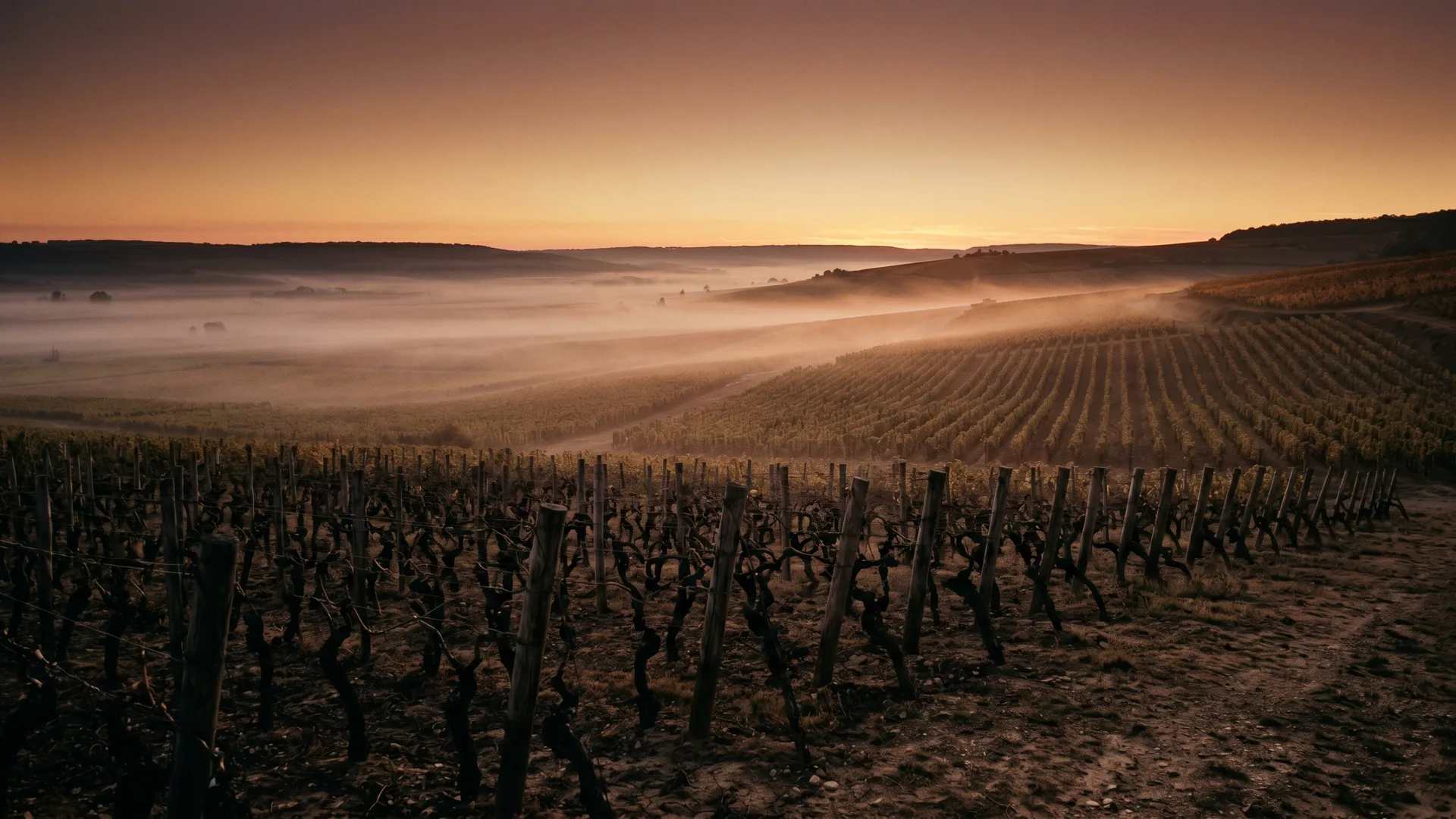 vineyard at dusk, soft fog